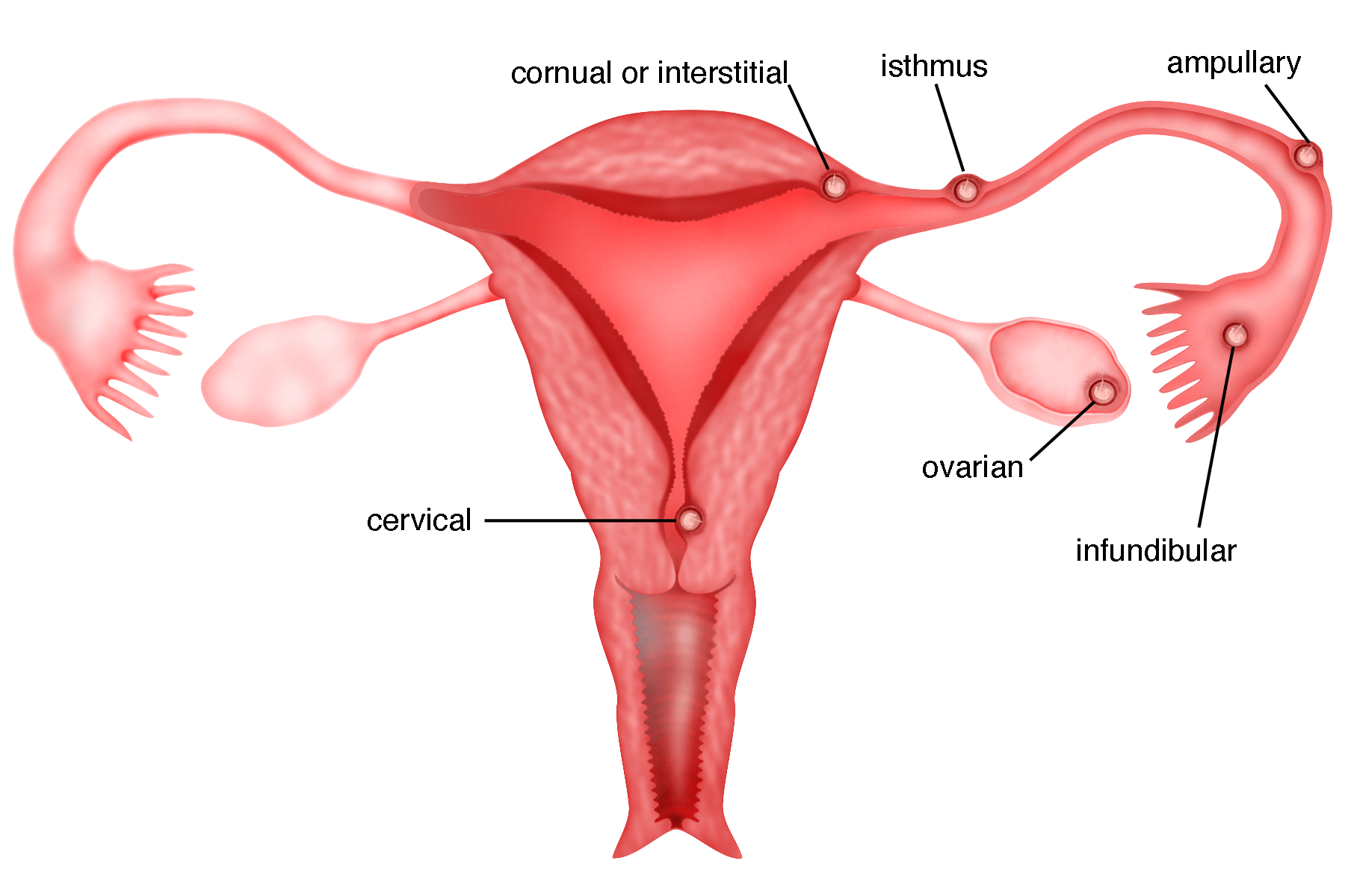 Female Reproductive System