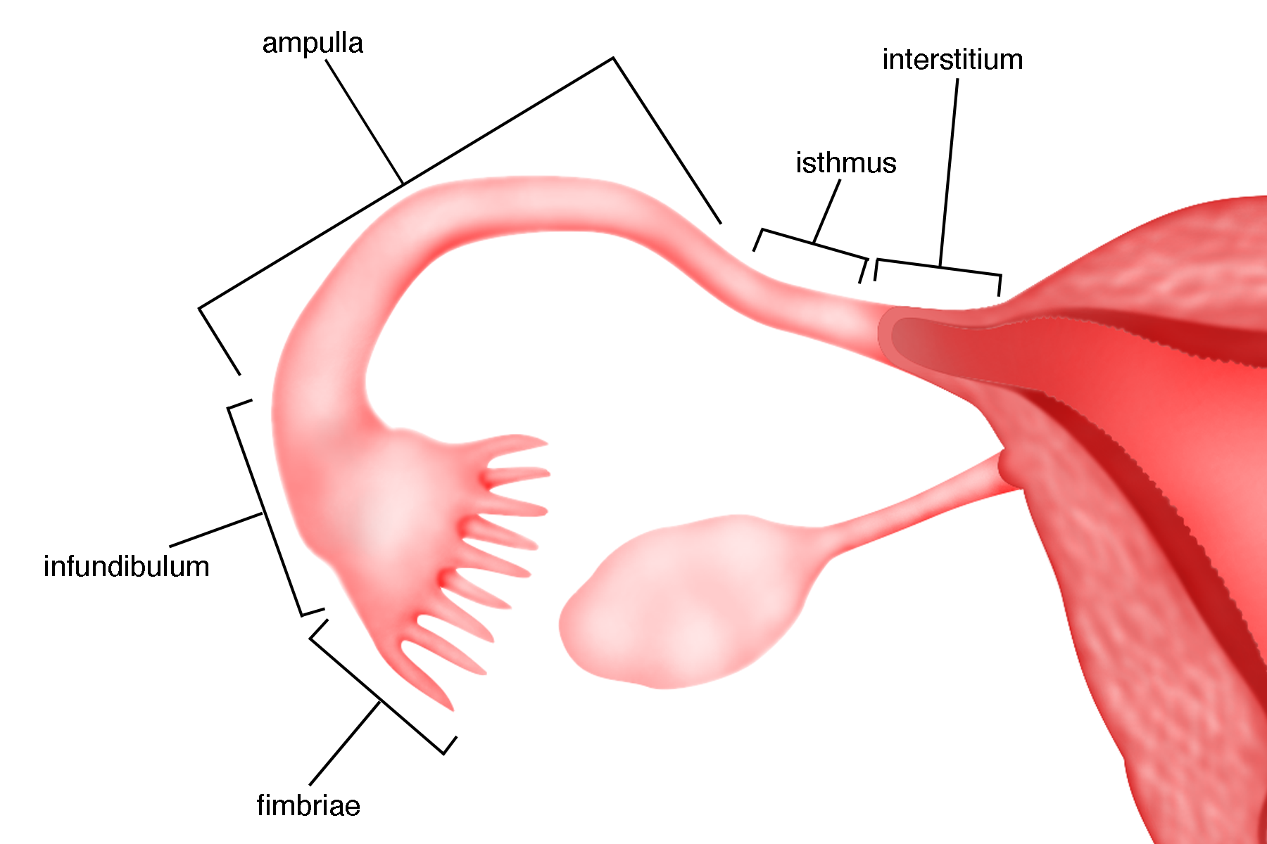 Bab 1 Anatomi Normal Pada Wanita Melaka Fertility 
