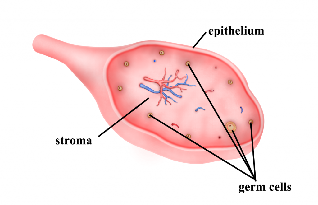 how big is an ovary